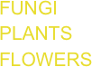 FUNGI PLANTS  FLOWERS
